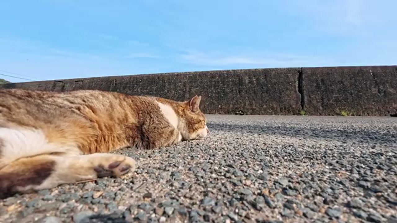 床屋前でくつろぐのら猫