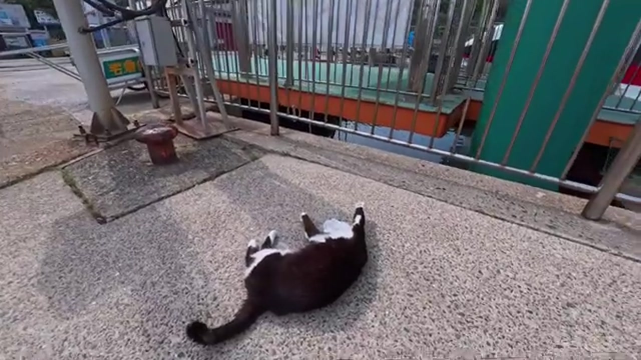 港の岸壁とハチワレ猫
