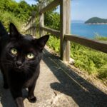 海を見下ろす猫島の山道で近づいてくる黒猫のイメージ画像