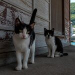 猫島の港の日陰で過ごす黒白猫たちのイメージ画像
