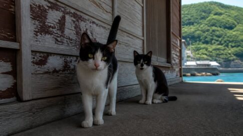 猫島の港の日陰で過ごす黒白猫たちのイメージ画像
