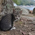 岩陰で少し緊張して座るキジトラ子猫と奥の茶トラ子猫のイメージ画像