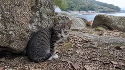 岩陰で少し緊張して座るキジトラ子猫と奥の茶トラ子猫のイメージ画像