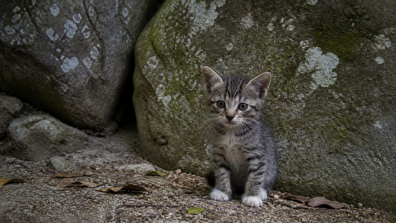 苔むした岩の前で座る小さなキジトラ子猫のイメージ画像