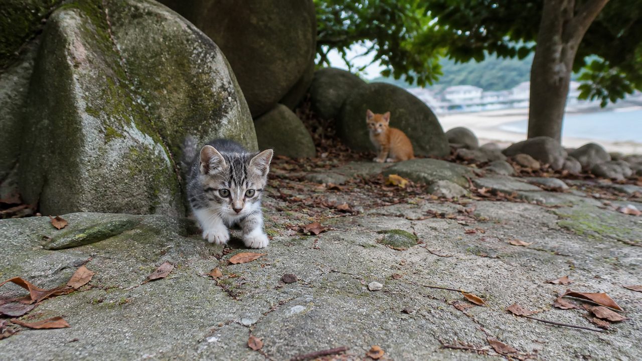 岩場からそっと出てくるキジトラ子猫と離れて見守る茶トラ子猫のイメージ画像