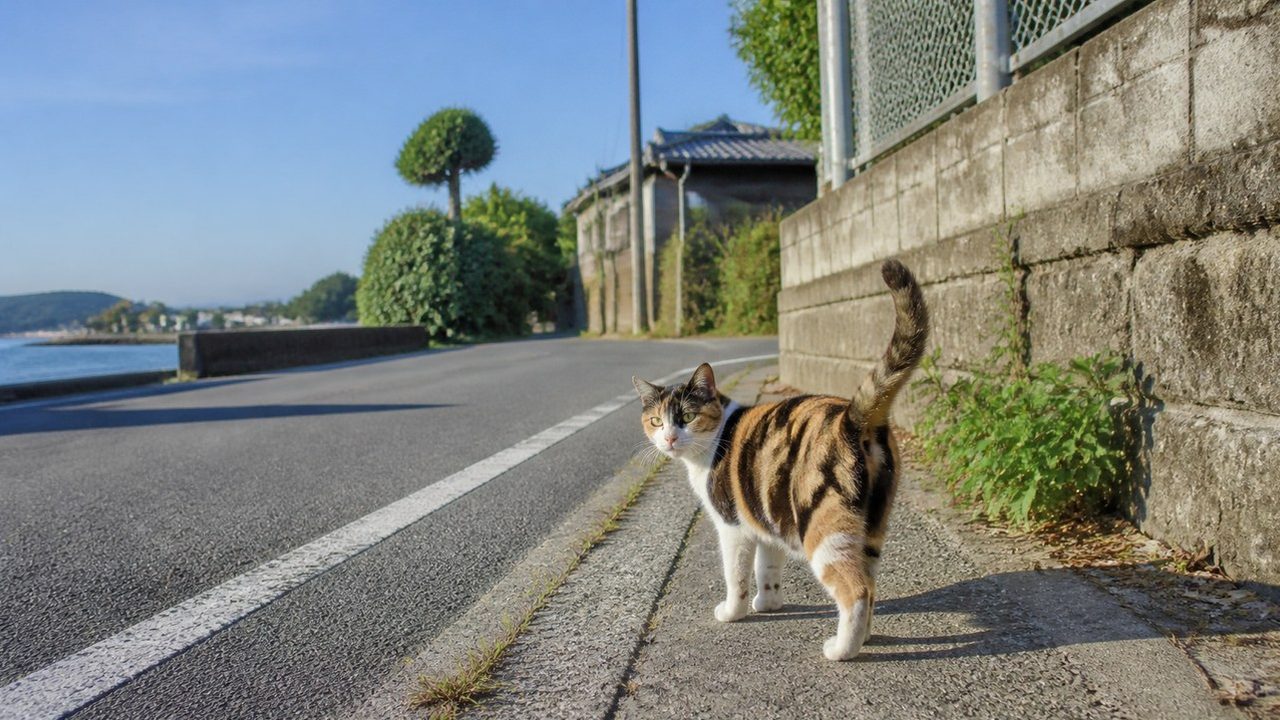 海沿いの道で振り返る三毛猫のイメージ画像