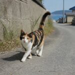 道路脇をしっぽを立てて歩く三毛猫のイメージ画像