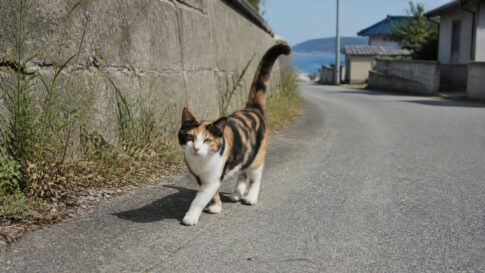 道路脇をしっぽを立てて歩く三毛猫のイメージ画像