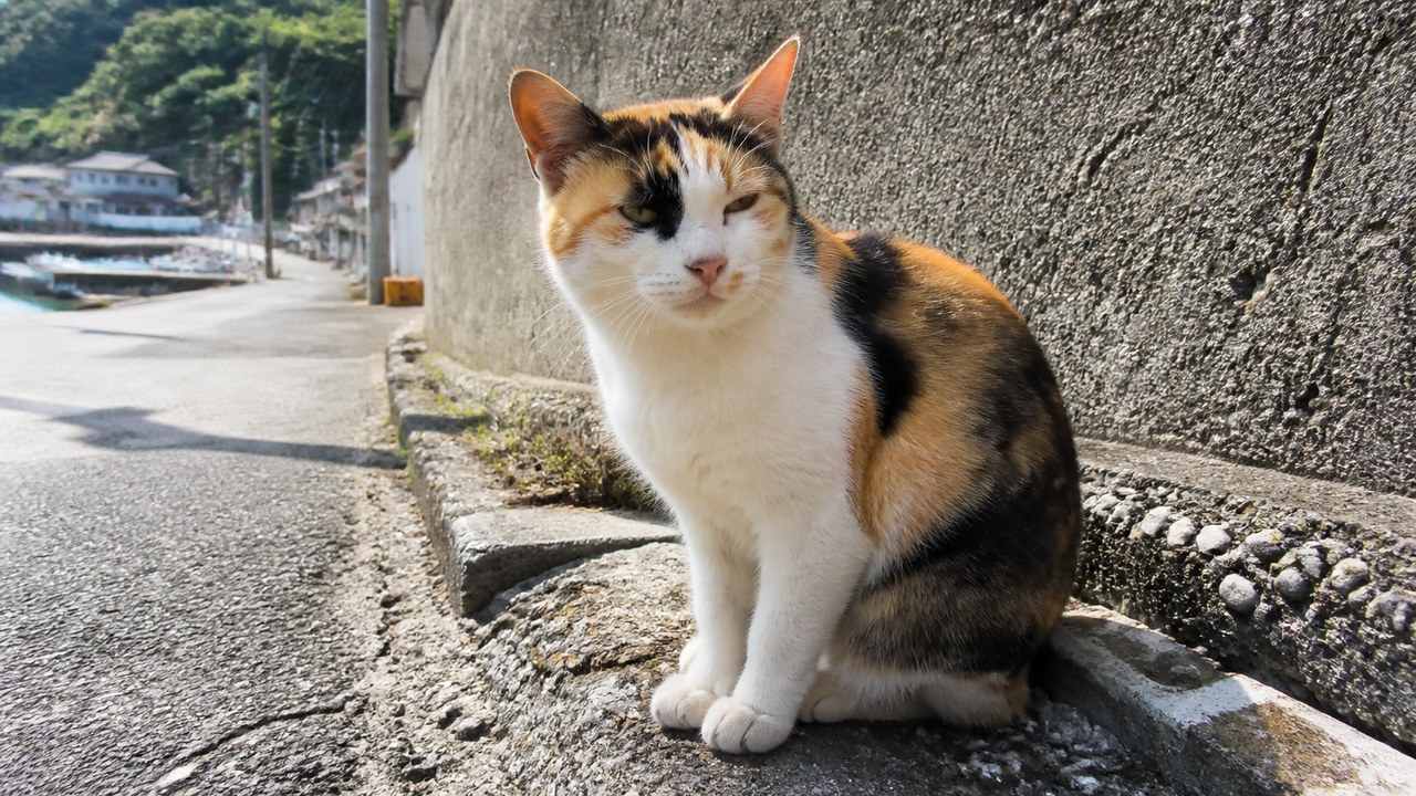 道路脇の壁のそばで穏やかに座る三毛猫のイメージ画像