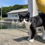 港具のそばに立つ白黒猫のイメージ画像
