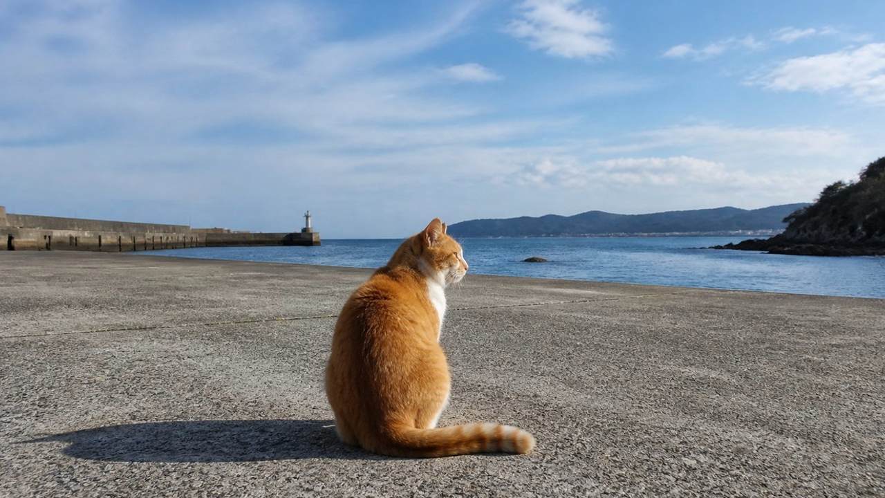 海を見つめて座る茶白猫のイメージ画像