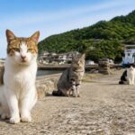 猫島のフェリー桟橋で出迎える地域猫たちのイメージ画像