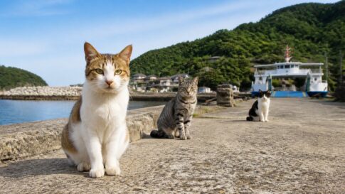 猫島のフェリー桟橋で出迎える地域猫たちのイメージ画像