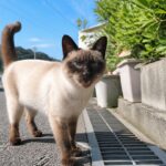 猫島の港町の通りでこちらを見るポイント柄の地域猫のイメージ画像