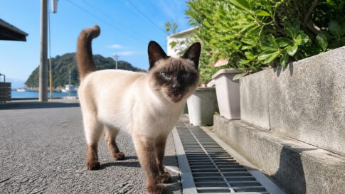 猫島の港町の通りでこちらを見るポイント柄の地域猫のイメージ画像