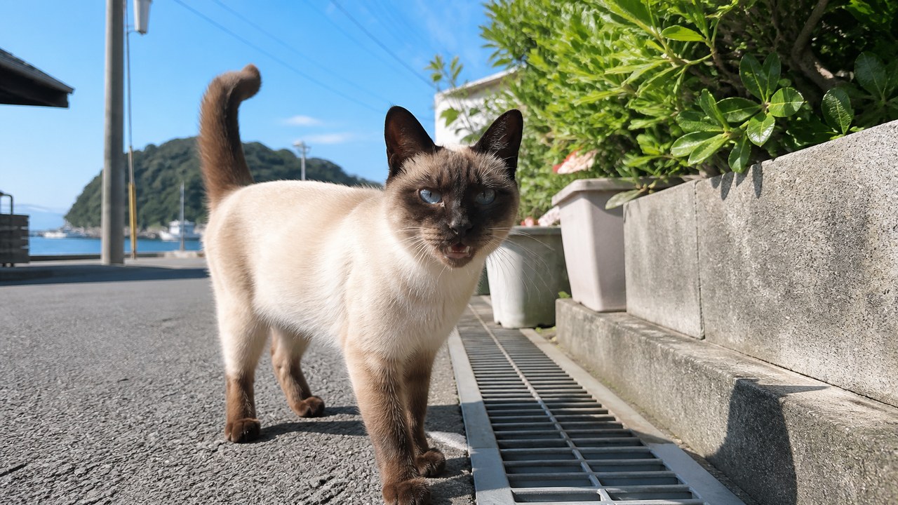 猫島の港近くでこちらを見上げるポイント柄の地域猫のイメージ画像