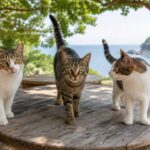 猫島の木陰の屋外猫カフェに集まる猫たちのイメージ画像