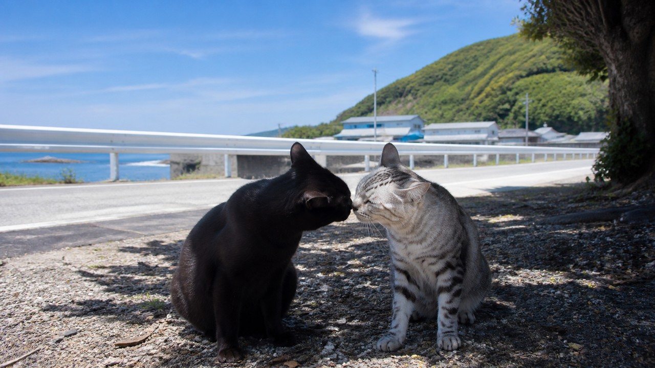猫島の海岸通りの木陰で鼻を寄せる黒猫とサバトラ猫のイメージ画像
