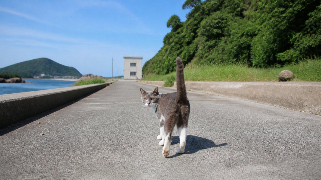 海辺の道を案内するように歩くグレー白猫のイメージ画像