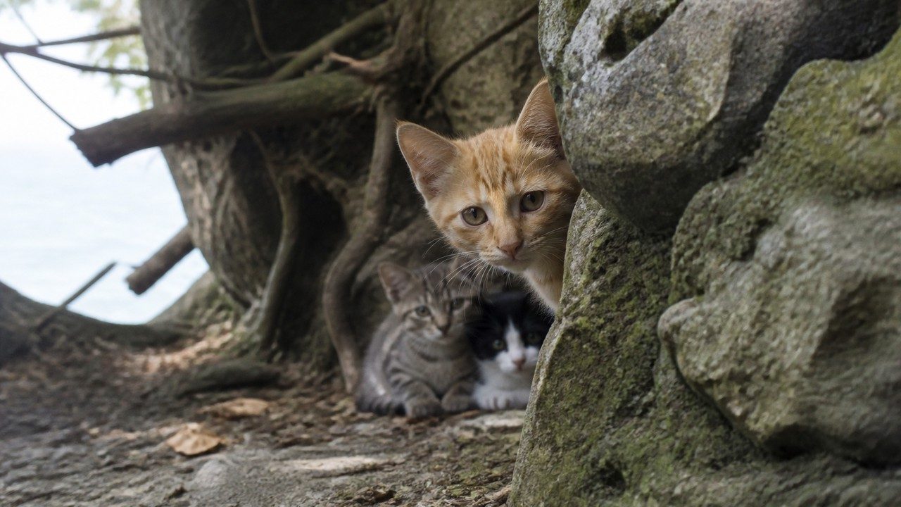 岩陰からそっと顔を出す茶トラの子猫と寄り添う仲間たち