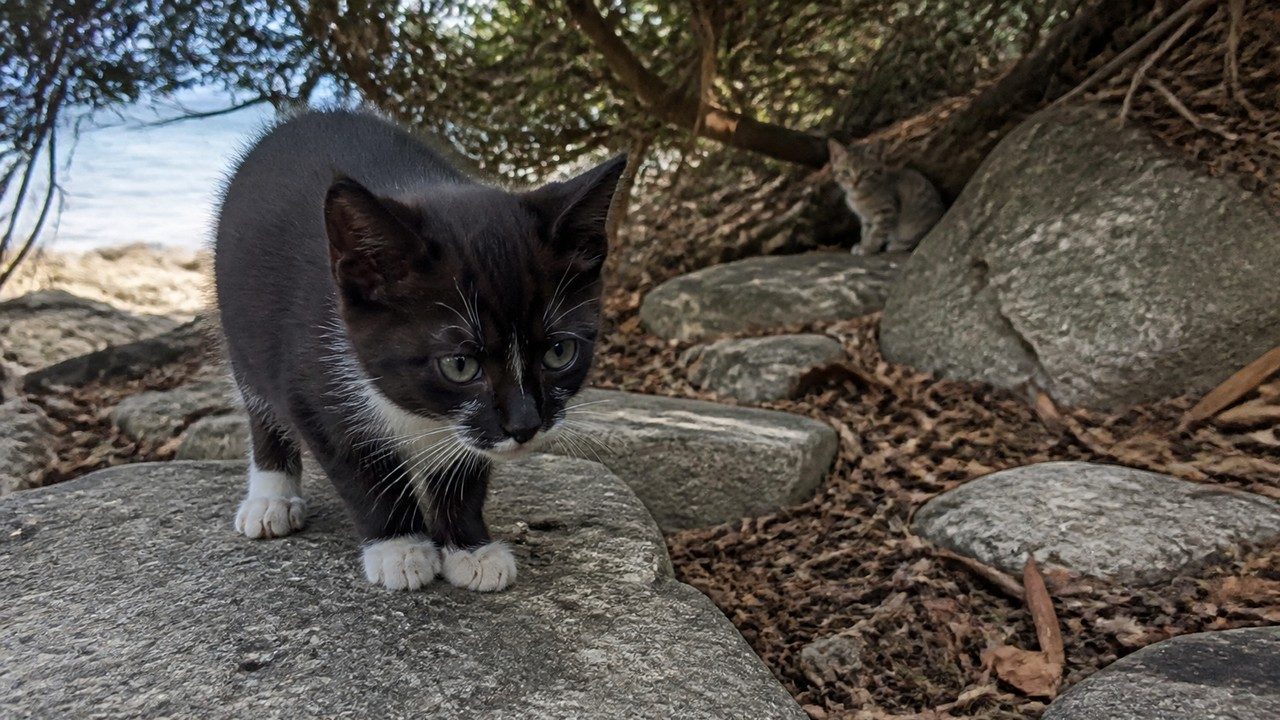 石の上を慎重に歩く黒白の子猫と奥にいる灰キジの子猫
