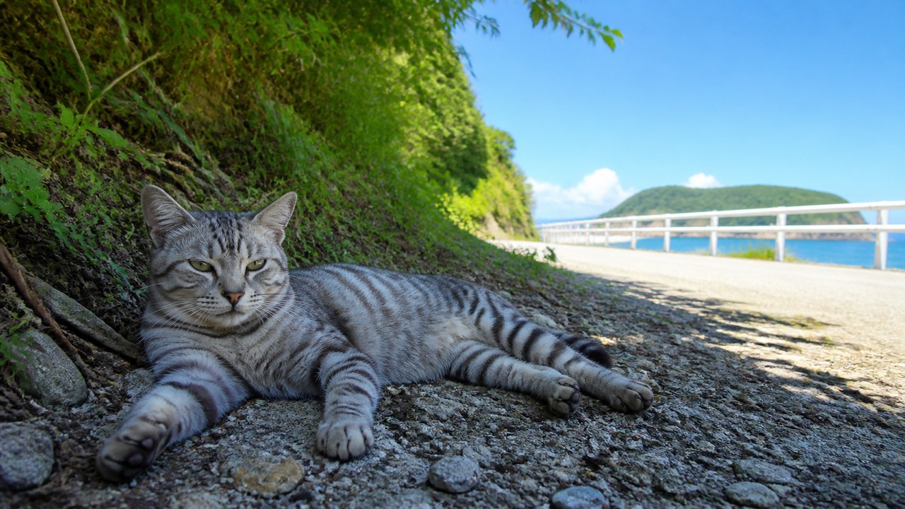 海沿いの細い日陰で横になるサバトラ猫のイメージ画像