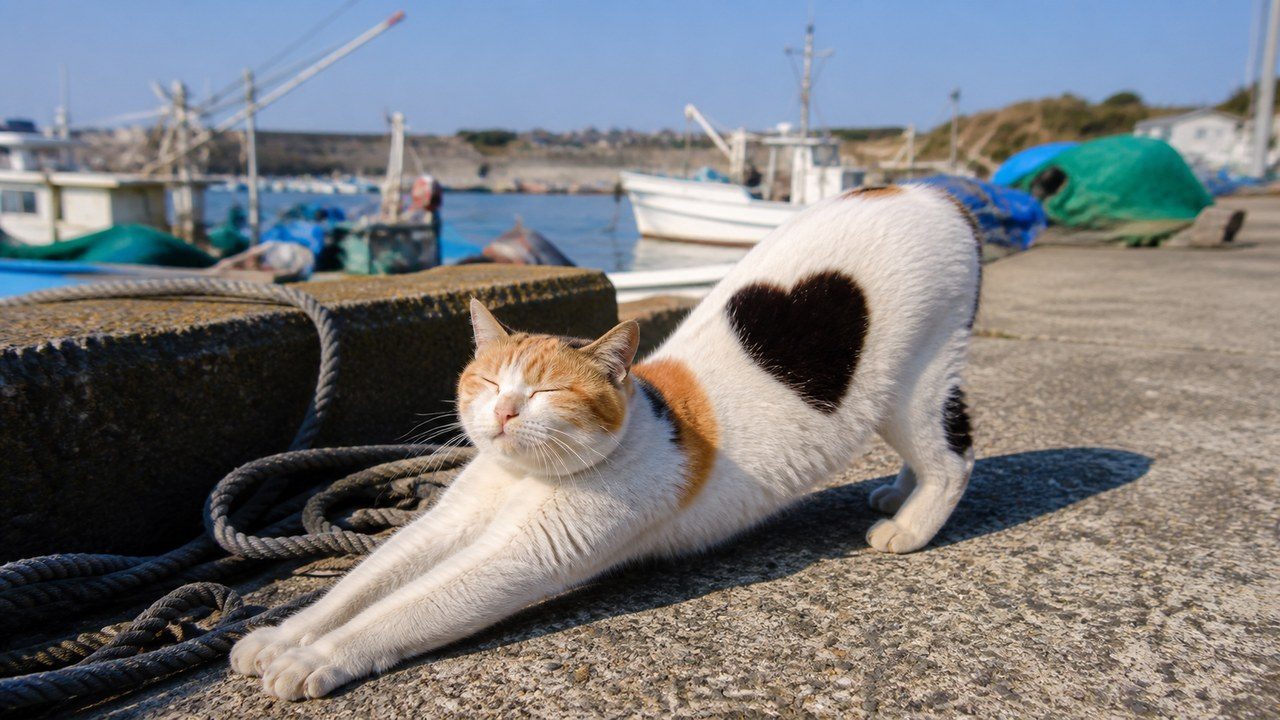 漁港のロープのそばで気持ちよさそうに伸びをする三毛猫のイメージ画像