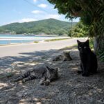 猫島の海岸通りの木陰に点々と休む猫たちのイメージ画像