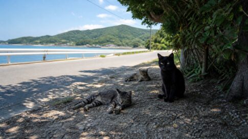 猫島の海岸通りの木陰に点々と休む猫たちのイメージ画像