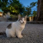 夕方の神社で座る白とグレーの地域猫のイメージ画像