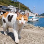 漁港で背中の黒いハート模様が見える三毛猫のイメージ画像