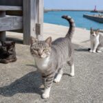 港の木陰でこちらへ歩いてくる灰キジ白の地域猫たち