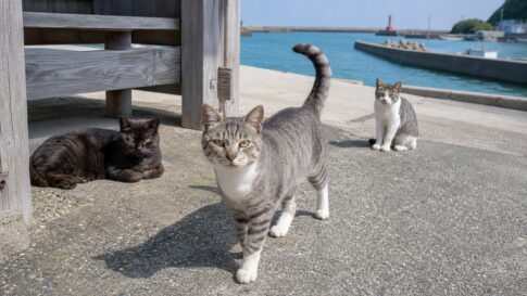 港の木陰でこちらへ歩いてくる灰キジ白の地域猫たち