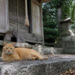 神社の石段で休む茶トラ猫のイメージ画像