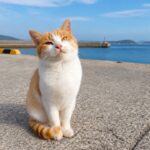 海辺の岸壁で挨拶に応える茶白猫のイメージ画像