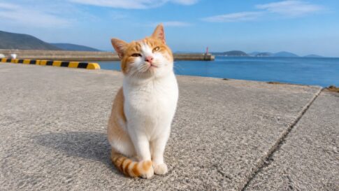 海辺の岸壁で挨拶に応える茶白猫のイメージ画像