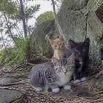 岩陰で身を寄せ合う灰キジ白と茶トラと黒白の子猫たち