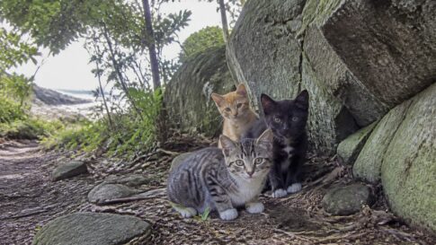 岩陰で身を寄せ合う灰キジ白と茶トラと黒白の子猫たち