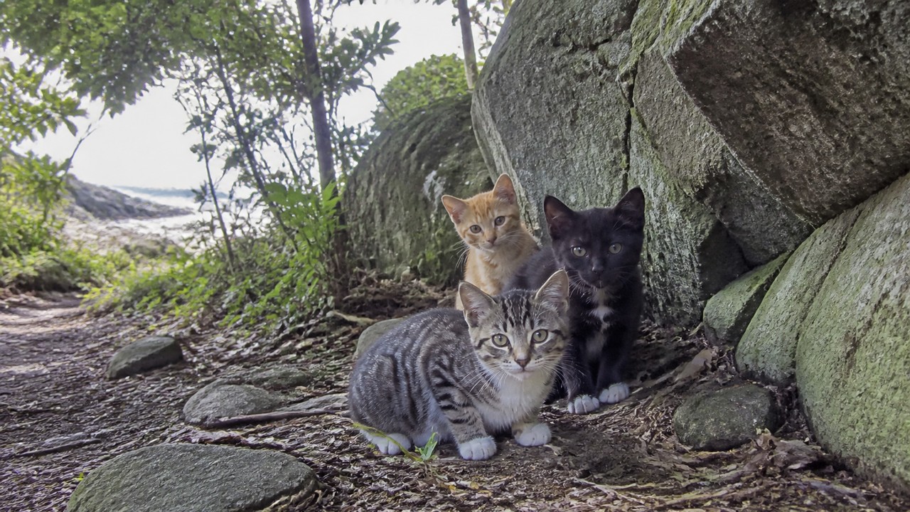 岩陰で身を寄せ合う灰キジ白と茶トラと黒白の子猫たち