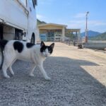 島のフェリー乗り場で白い軽トラックのそばを歩く白黒猫のイメージ画像