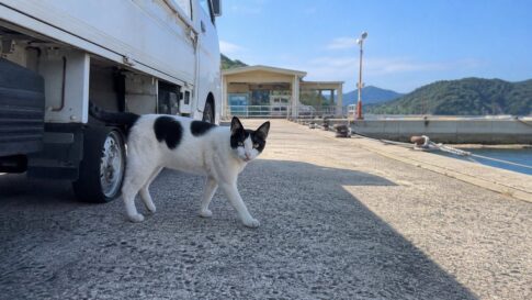 島のフェリー乗り場で白い軽トラックのそばを歩く白黒猫のイメージ画像
