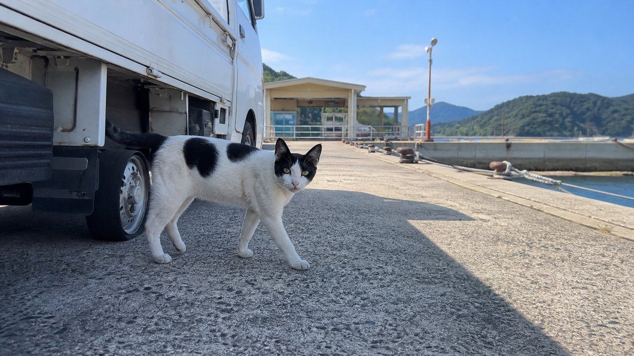 島のフェリー乗り場で白い軽トラックのそばを歩く白黒猫のイメージ画像