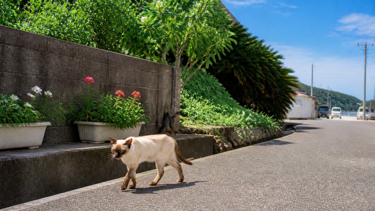 猫島の細い通りを歩くタヌキ顔のポイント柄の猫のイメージ画像