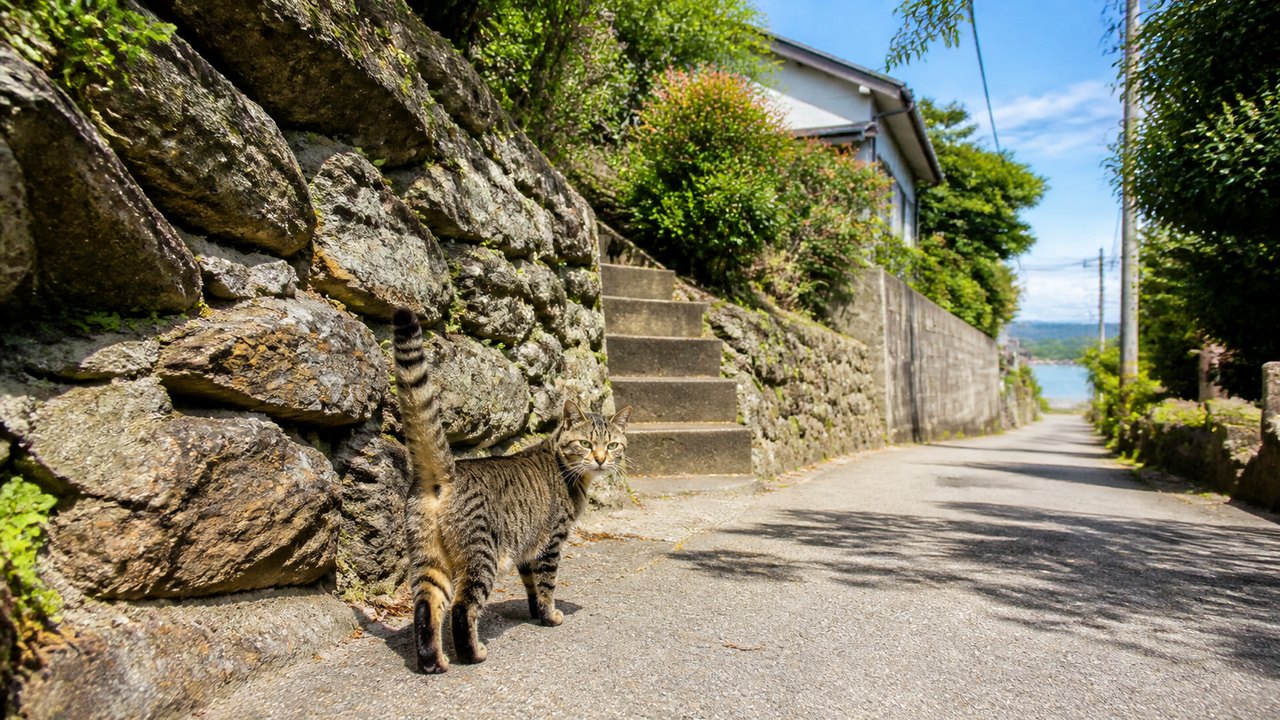 石垣沿いの道で振り返るキジトラ猫のイメージ画像