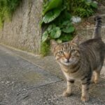 石垣と階段のそばでこちらを見上げるキジトラ猫のイメージ画像