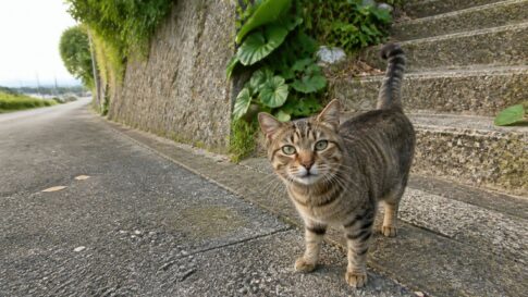 石垣と階段のそばでこちらを見上げるキジトラ猫のイメージ画像