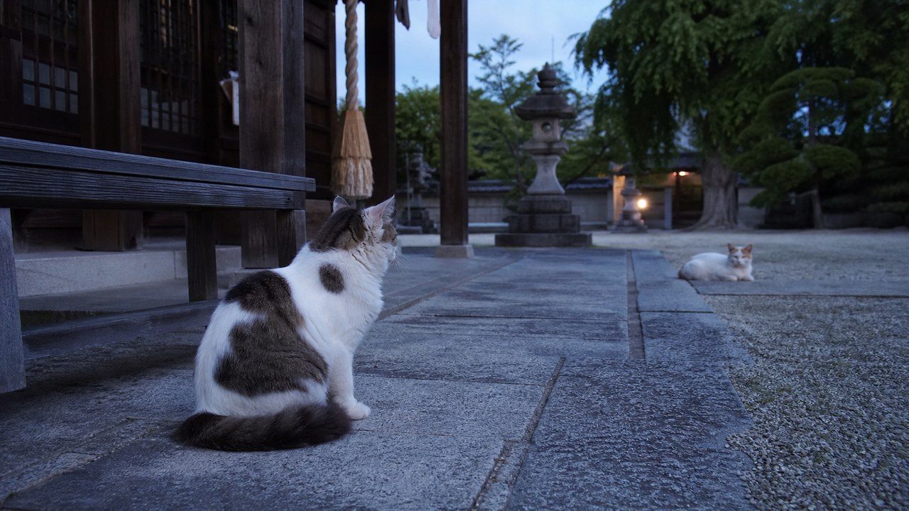 神社の石畳で過ごす二匹の地域猫のイメージ