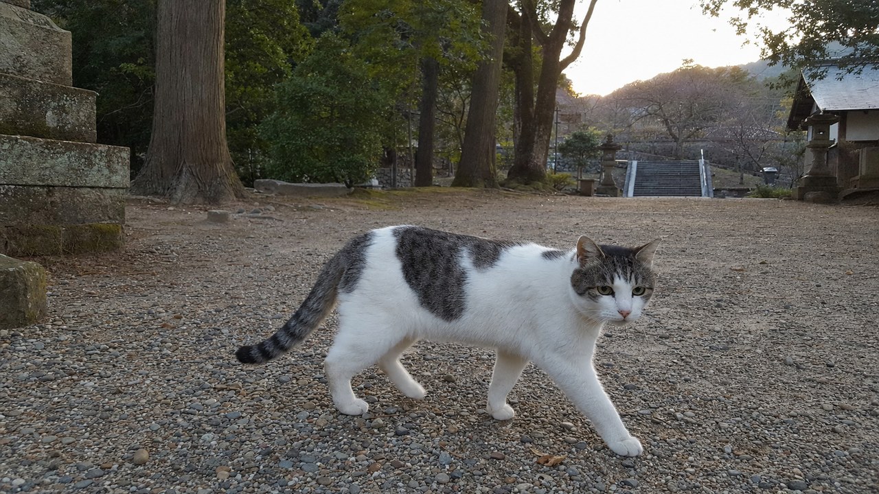 砂利道を歩く白とグレーの地域猫のイメージ