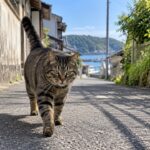 漁港の街の路地を歩いてくるキジ猫のイメージ画像