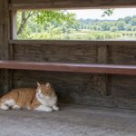 野鳥観察小屋で休む茶白猫のイメージ画像